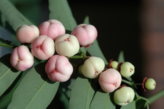 Sauropus quadrangularis